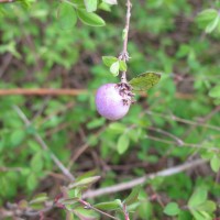 Snowberry